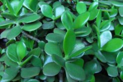 玉樹的藥用價值，催乳抗癌治癬