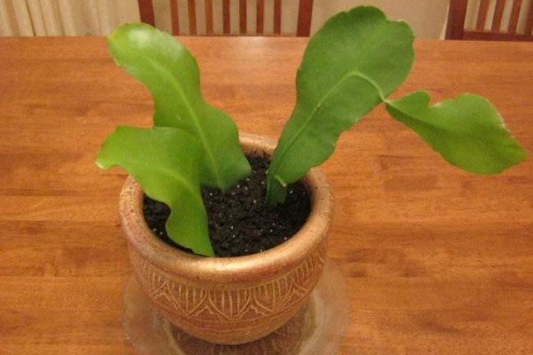 曇花怎么扦插，建議在5~6月份之間扦插最好