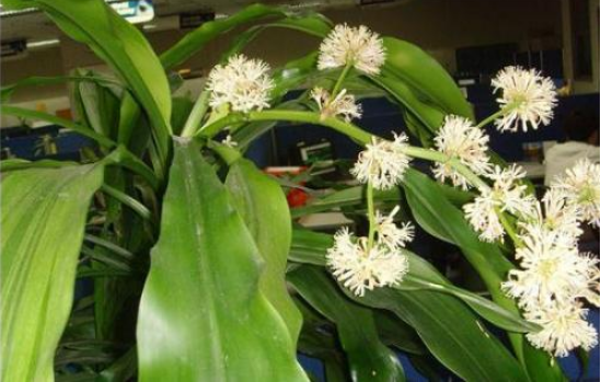 水培萬年青的養(yǎng)殖方法和注意事項(xiàng)，學(xué)會(huì)以下三個(gè)步驟即可