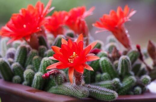 白檀仙人掌不開花怎么辦，缺乏光照是主要原因