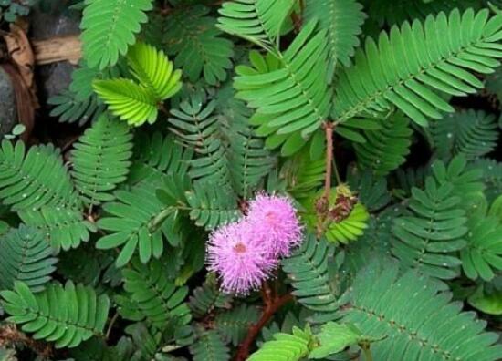 含羞草能在家里養(yǎng)嗎，不適合/頭發(fā)、眉毛嚴(yán)重脫落