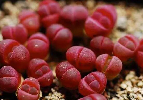 生石花有多少品種，欣賞最好看的六大品種