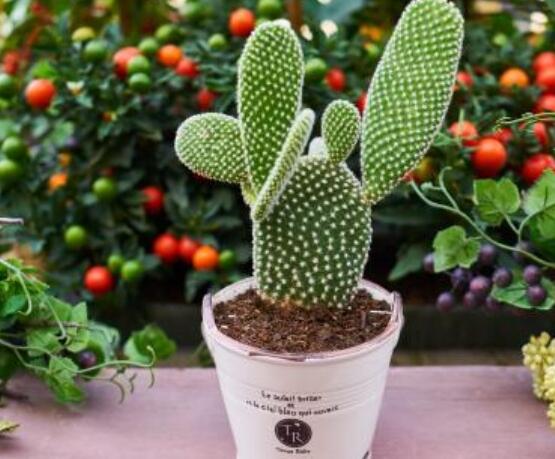 仙人掌沒根能活嗎，能活/傷口消毒晾干、重新移植上盆