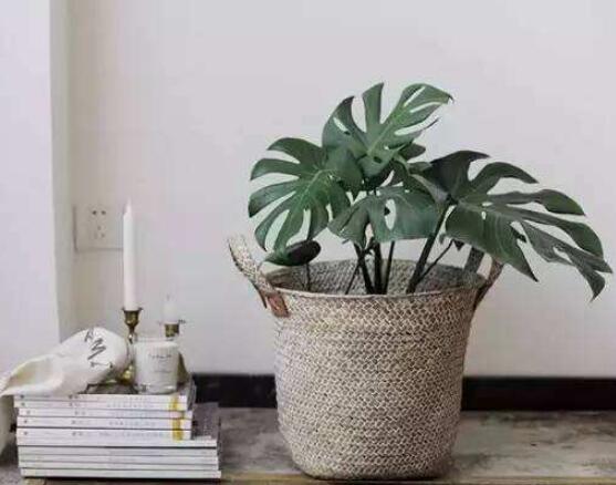 仙洞龜背竹有毒嗎，毒性不強(qiáng)/避免接觸誤食即可