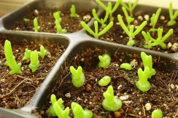 碧光環(huán)播種多久能長大，種后一星期發(fā)芽四個月長大