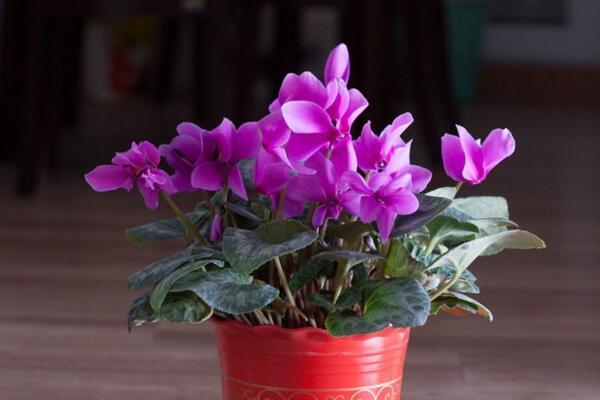 仙客來花期過后怎么辦，花期過后正確的處理方法