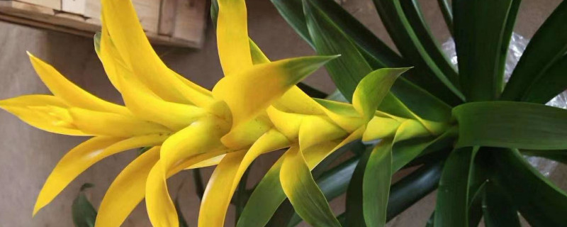 鴻運當(dāng)頭夏天可以分株嗎