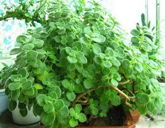 碰碰香怎么換盆，做好脫盆處理修剪根系/春季最佳