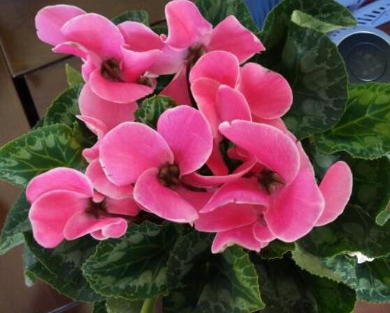 仙客來葉子蔫了怎么辦，主要由最直觀三種原因?qū)е? src="/nongchan/d/file/20201223/fznnpqps3ui.jpg" style="width: 557px; height: 406px" / data-u0GP="HE4jNc"></strong></p>
<p data-keai="suZsel">
	仙客來葉子焉了主要就是澆水不合理導(dǎo)致的，例如在澆水過程中，因澆水過多導(dǎo)致盆土積水嚴(yán)重，繼而出現(xiàn)爛根現(xiàn)象，最后葉子發(fā)焉現(xiàn)象。生長期間因需大量的水分，因長期澆水不足，則其生長無法充分進(jìn)行，也會(huì)致使發(fā)焉。</p>
<p data-DpVw="iMFT1l">
	<img alt=