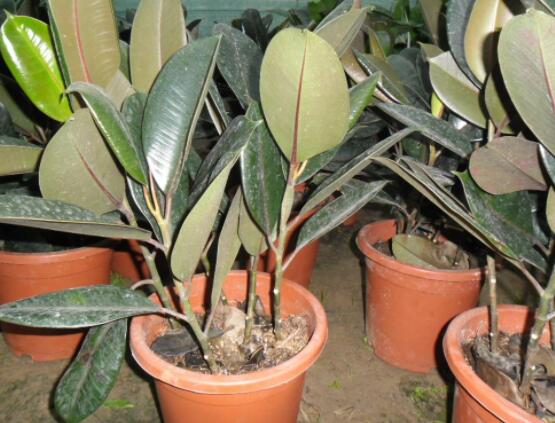 橡皮樹掉葉子還會長嗎，只要不死就會繼續(xù)生長(做好養(yǎng)護(hù)管理)