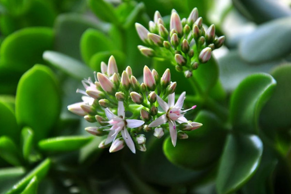 玉樹怎么修剪，不同時期修剪側(cè)重不同