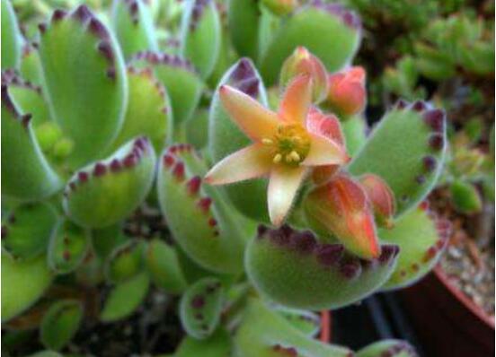 熊童子什么時(shí)候開(kāi)花，基本上都是在夏末秋初開(kāi)花