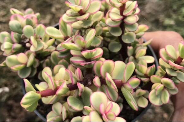 雅樂之舞葉子怎么變紅，5大要點(diǎn)是它葉子變紅的關(guān)鍵