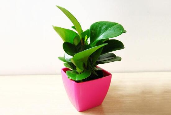 盆栽碧玉怎么澆水，碧玉澆水方法