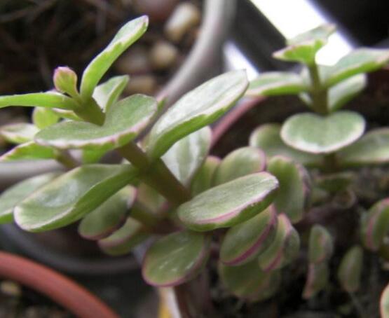 雅樂之舞的養(yǎng)殖方法和注意事項，老農(nóng)總結(jié)最實用八大養(yǎng)殖方法