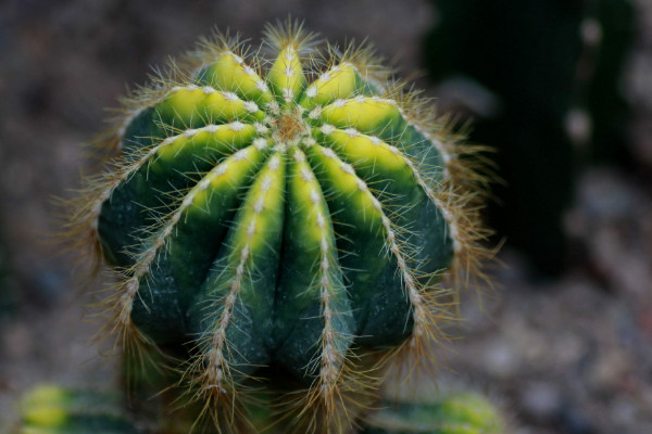仙人球品種有哪些，根據(jù)食用型/長(zhǎng)勢(shì)/花刺等方面劃分