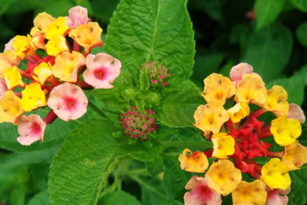 五角梅盆栽怎么養(yǎng)