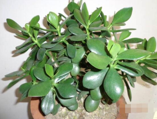 家里養(yǎng)玉樹有什么寓意，家庭和諧、事業(yè)順暢，學業(yè)有成