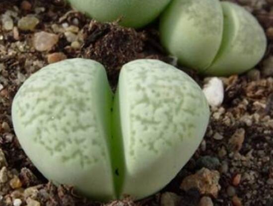 生石花有多少品種，欣賞最好看的六大品種