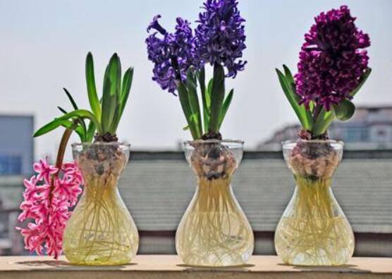 風(fēng)信子種球發(fā)霉怎么辦，涂抹滅菌靈、保持創(chuàng)面干燥