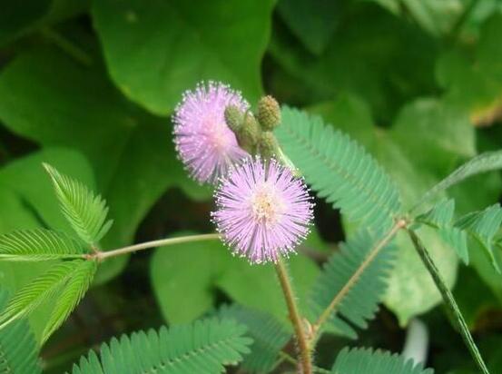 含羞草能在家里養(yǎng)嗎，不適合/頭發(fā)、眉毛嚴(yán)重脫落