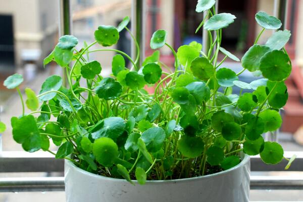 銅錢草冬天怎么養(yǎng)，及時搬入室內(nèi)進(jìn)行保暖