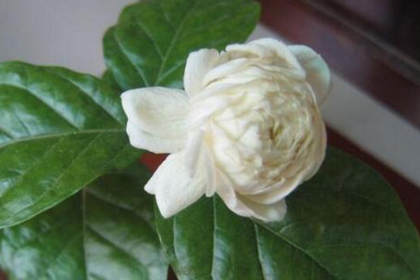 虎頭茉莉有毒嗎，沒有毒性可以方向養(yǎng)護(hù)