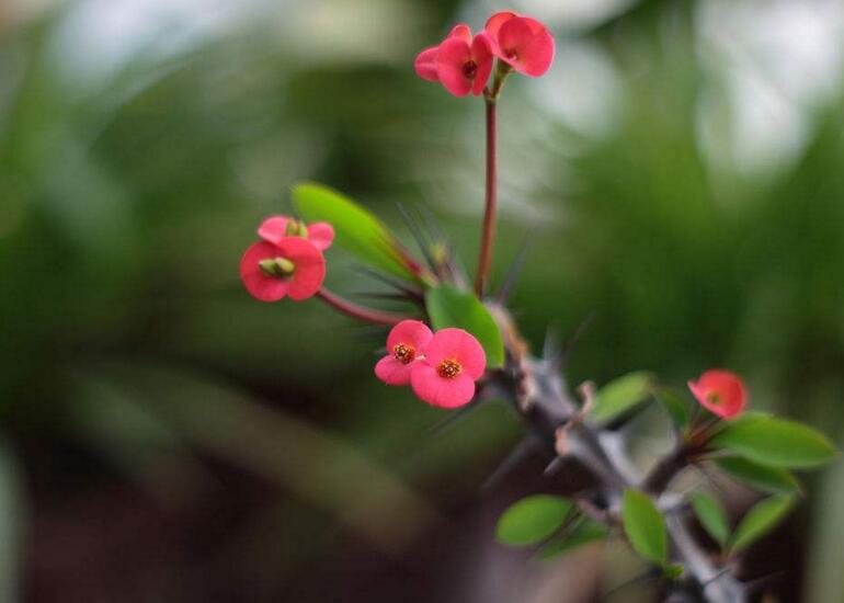 虎刺梅能放臥室嗎，不適合放置的4種原因