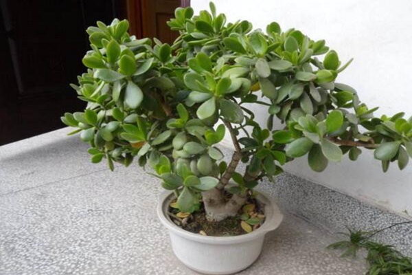 燕子掌爛根怎么辦，及時(shí)清理爛根并更換土壤