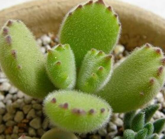 熊童子徒長怎么辦，做好四個(gè)要點(diǎn)生長健壯飽滿