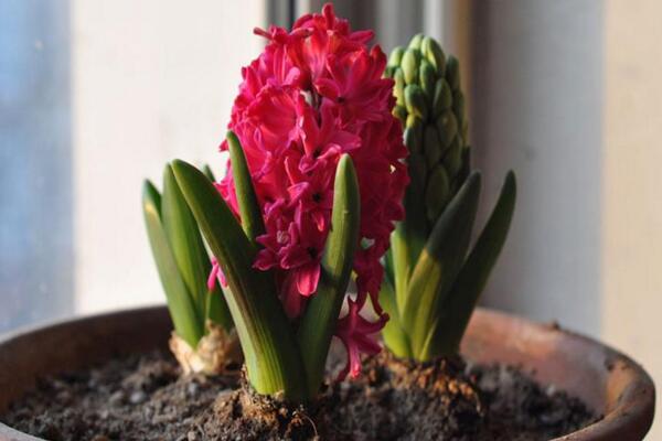 風(fēng)信子土培的養(yǎng)殖方法，可以按照5步來進(jìn)行