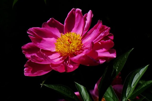 芍藥花冬天怎么儲(chǔ)存花蛤