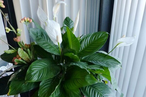 一帆風(fēng)順花有毒嗎，室內(nèi)養(yǎng)殖要注意（花沒毒汁液有毒）