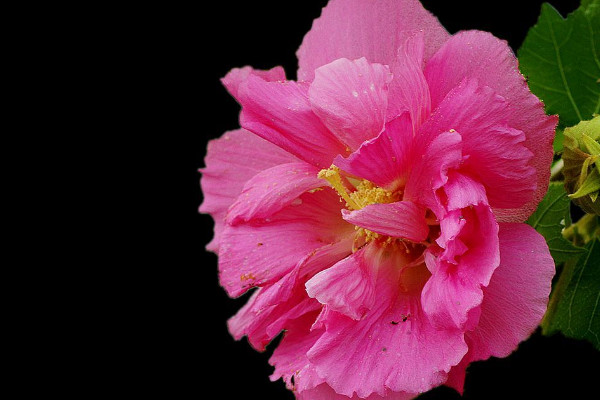 芙蓉花不開(kāi)花怎么回事