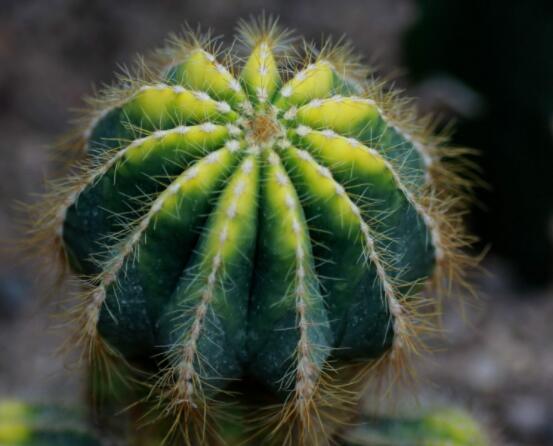 仙人球的養(yǎng)殖方法和注意事項，做好五個要點一年四季健康茂盛