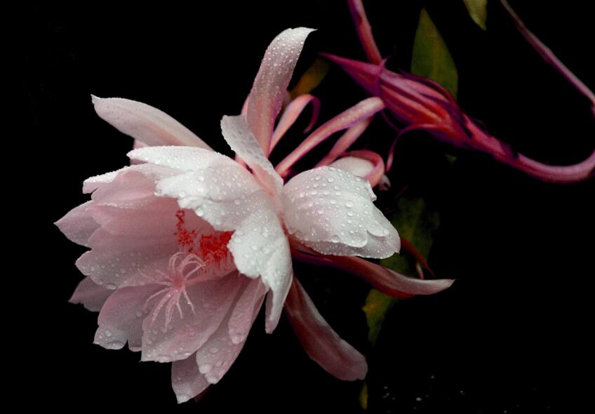 曇花爛根怎么處理，及時處理不然會造成無藥可救的狀態(tài)