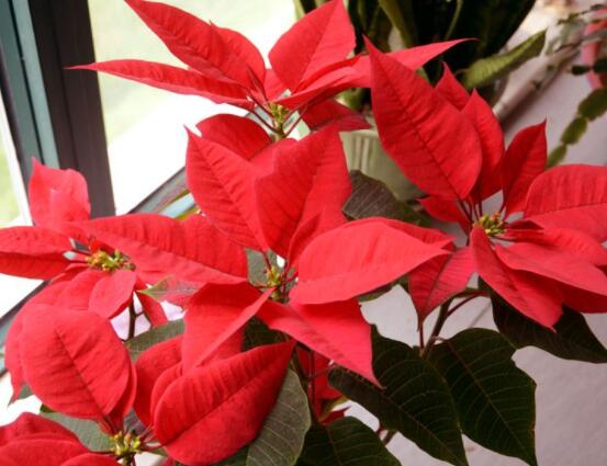 一品紅如何剪枝，春夏季節(jié)修剪最好(兩次摘心)