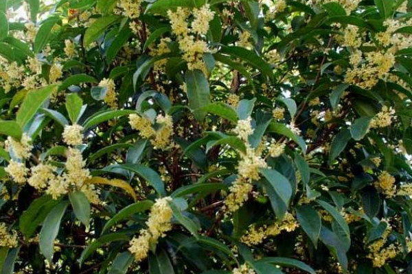 四大發(fā)財(cái)之樹(shù)