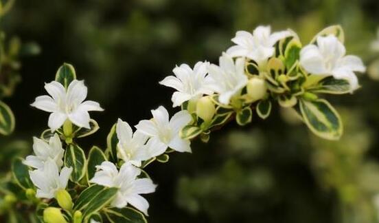 六月雪盆景造型方法，直乾式虬曲式懸崖式三種造型