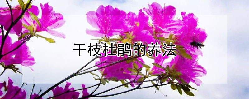 干枝杜鵑的養(yǎng)法