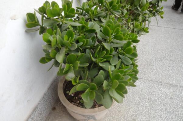 燕子掌多久開花，正常情況下養(yǎng)殖2-3年才能開花