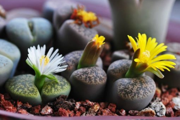 生石花最合適光照度，只需要在夏季適當(dāng)遮陰即可