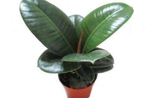 橡皮樹爛根什么原因，橡皮樹爛根怎么辦