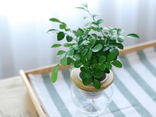 九里香可以水培嗎，九里香水培的養(yǎng)殖方法