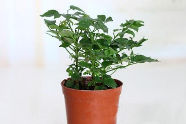 平安樹的繁殖方法，詳解播種和扦插兩種繁殖方法