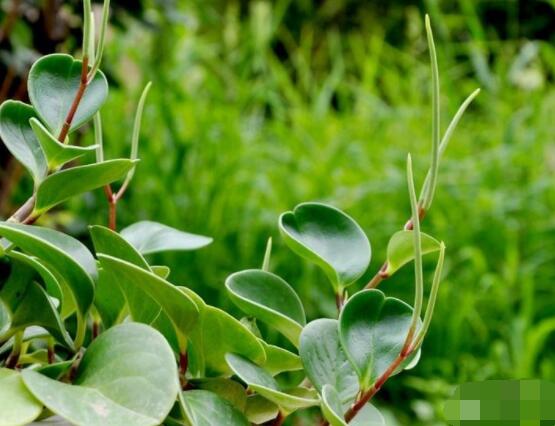 碧玉剪一小段能水培嗎，做好這簡單四步可水培爆盆