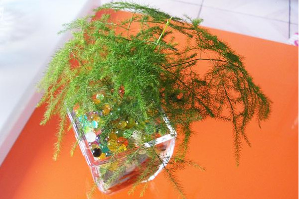 文竹可以水培嗎，可以水培需做好養(yǎng)護(hù)工作