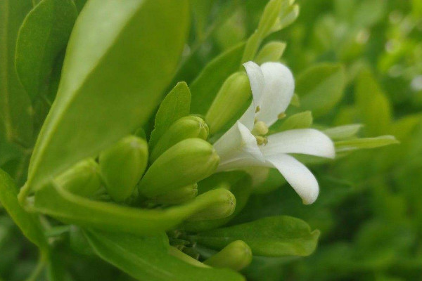 九里香嫁接方法和注意事項