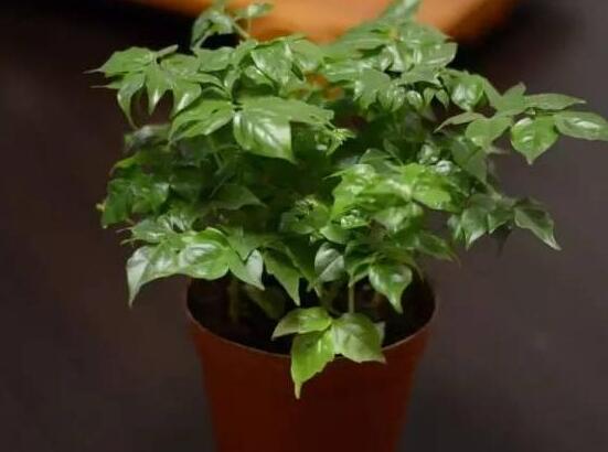 幸福樹(shù)的寓意，象征著家庭和美，幸?？鞓?lè)