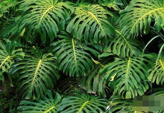 家里養(yǎng)龜背竹好嗎，吸收甲醛、凈化空氣、招財(cái)增壽